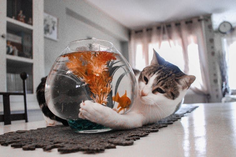a cat playing with a fish bowl on the floor