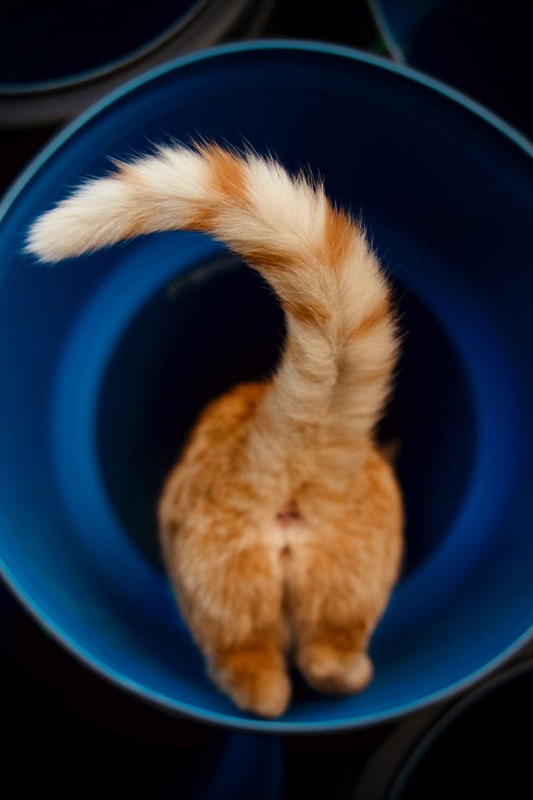 a cat in a blue bowl with its tail sticking out