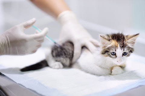 a small kitten being vaccinated by a vet