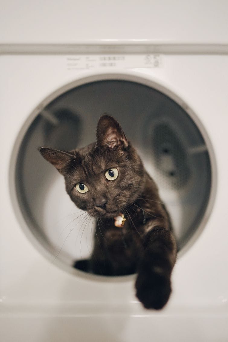 a black cat sitting inside of a washing machine