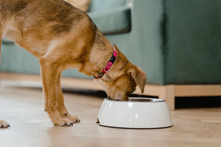 a dog eating out of a bowl on the floor