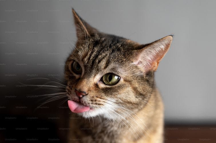 a close up of a cat sticking its tongue out