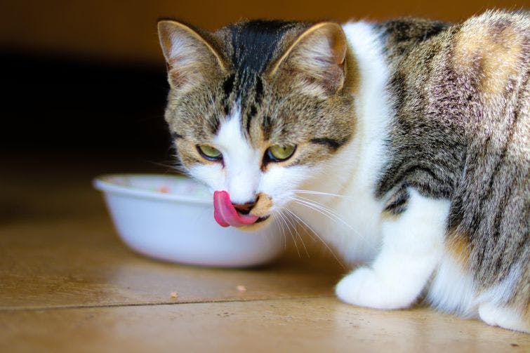 a cat eating out of a bowl on the floor