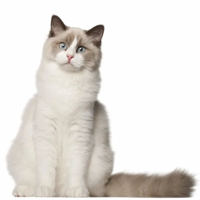All Cat Breed Information