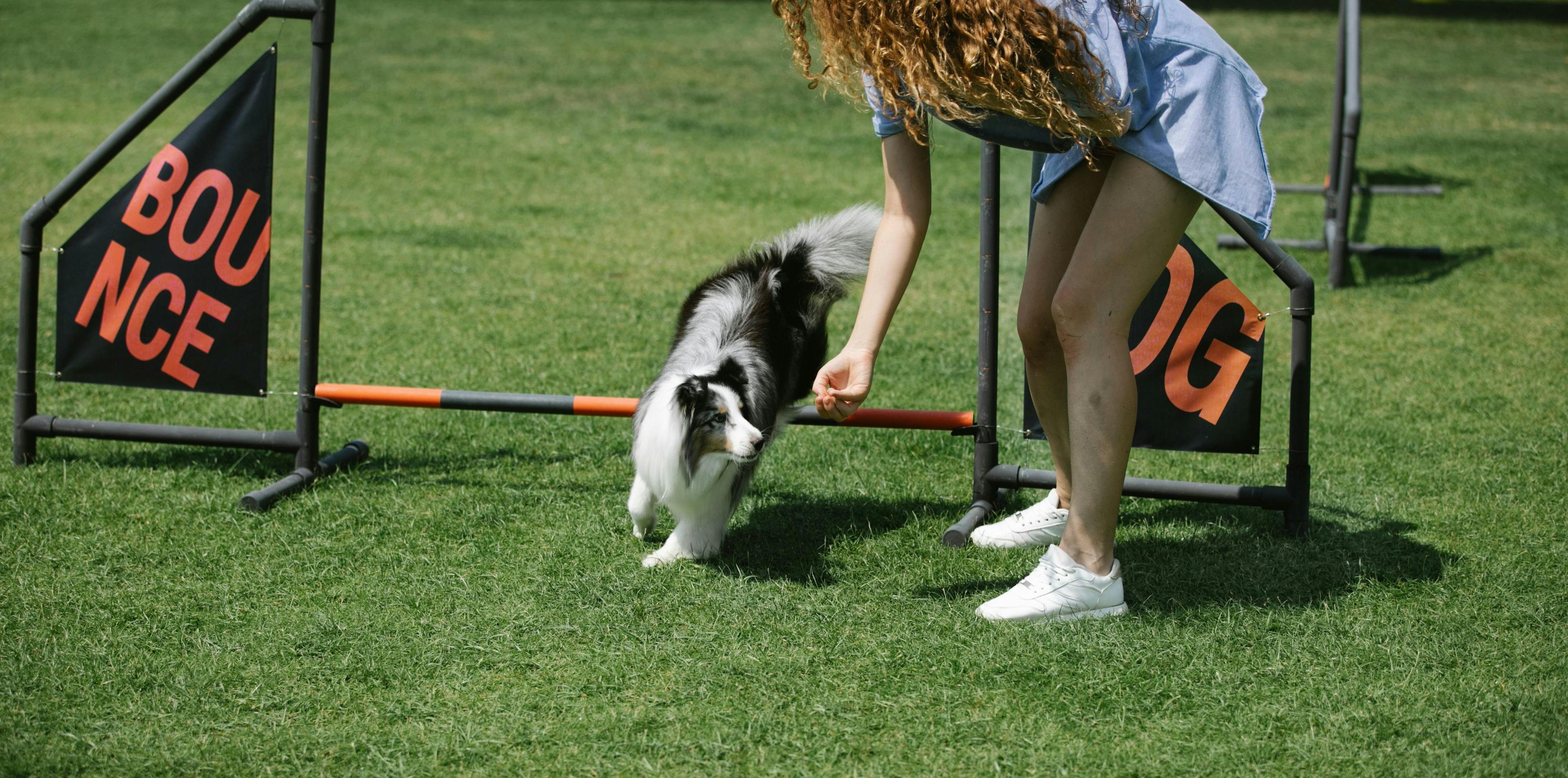 10 Best Dog Breeds for Agility Training