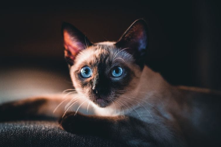 a siamese cat with blue eyes laying on a couch