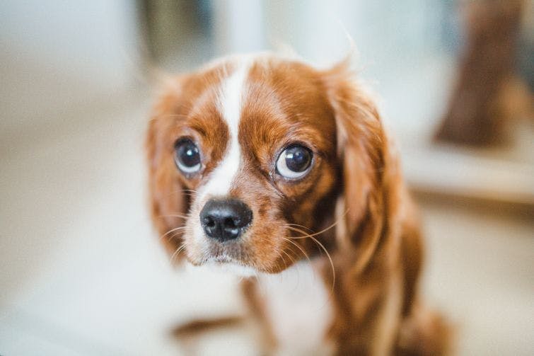 a brown and white dog looking at the camera