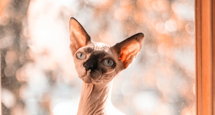 Sphynx Cat Lifespan: The Longevity of Hairless Cats
