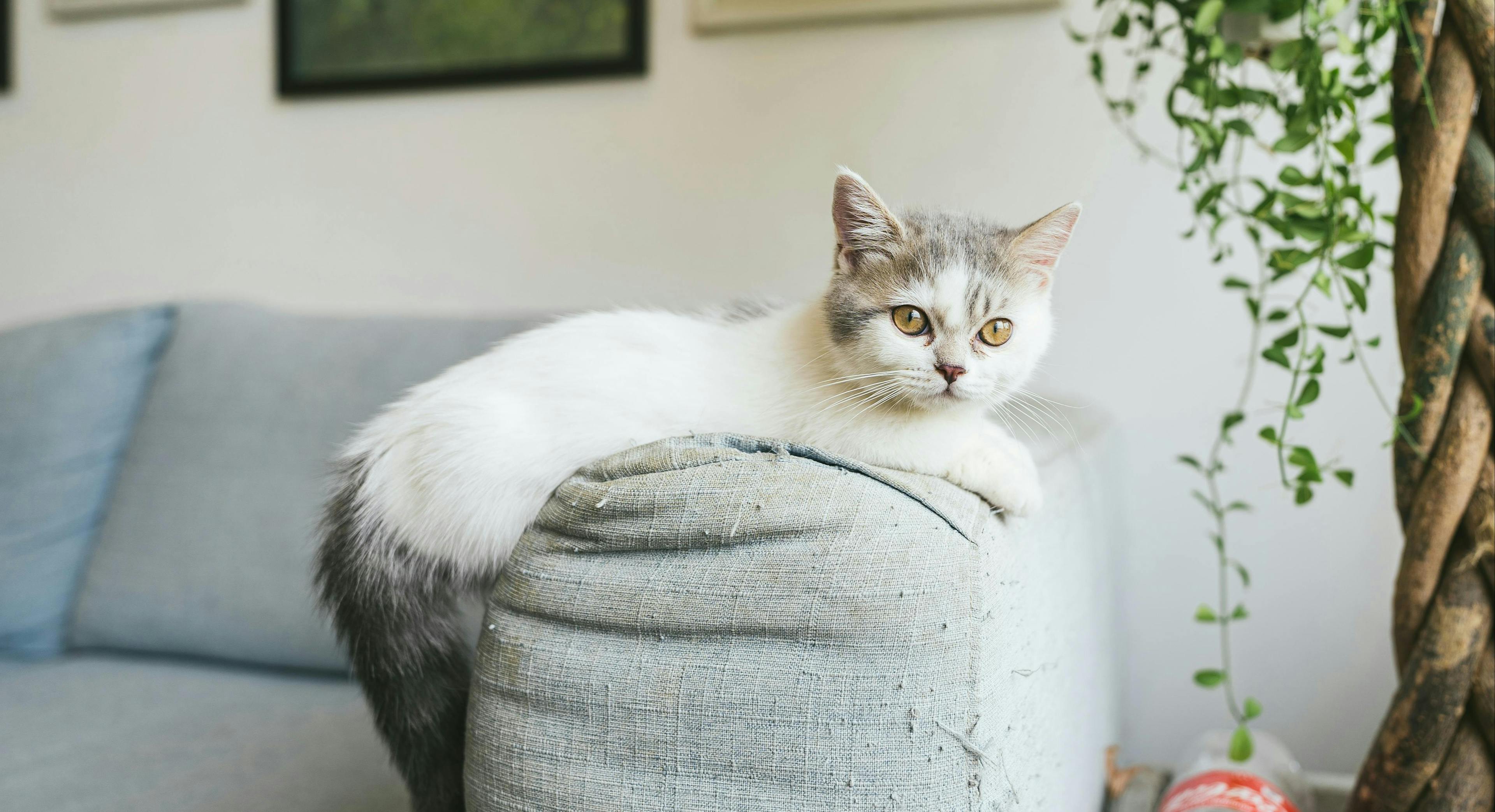 Munchkin Cat Breed Overview