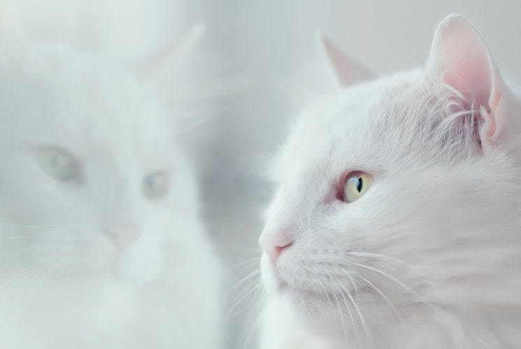 a white cat looking at itself in a mirror