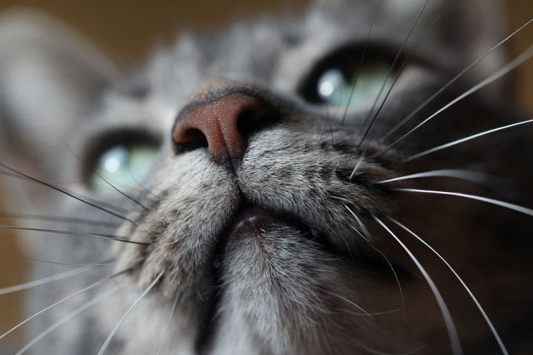 a close up of a cat's face looking up