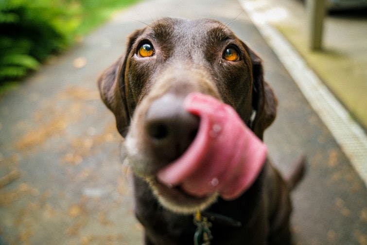 a close up of a dog with its tongue out