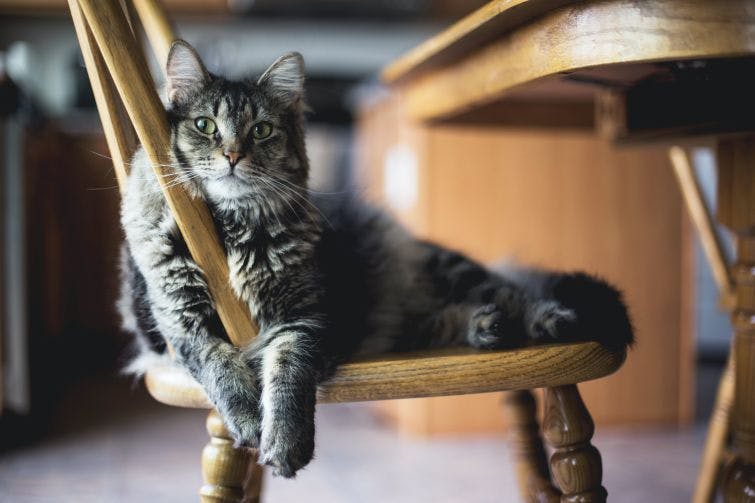 a cat is sitting on a wooden chair