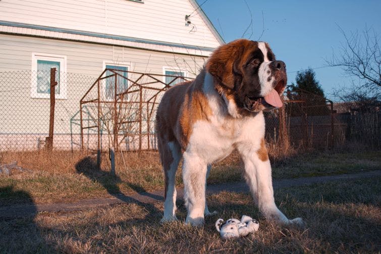 a large brown and white dog standing next to a stuffed animal