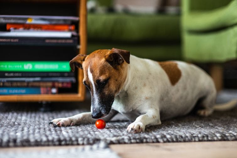 a brown and white dog playing with a red ball
