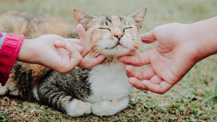 a cat being petted by a person in a field