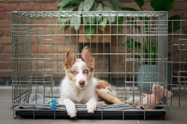 a brown and white dog laying in a cage