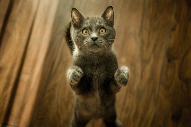 a cat standing on its hind legs on a wooden floor