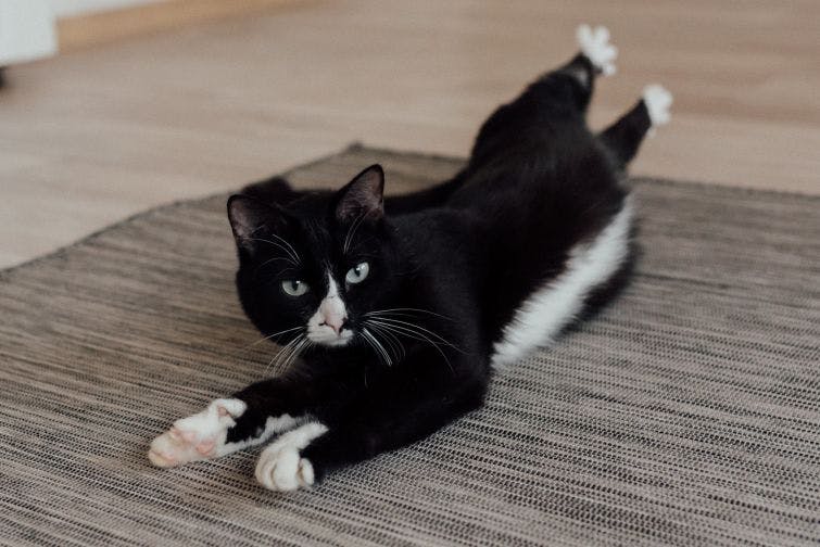 a black and white cat laying on a rug