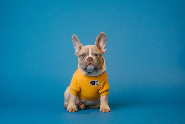 a small dog wearing a yellow shirt on a blue background