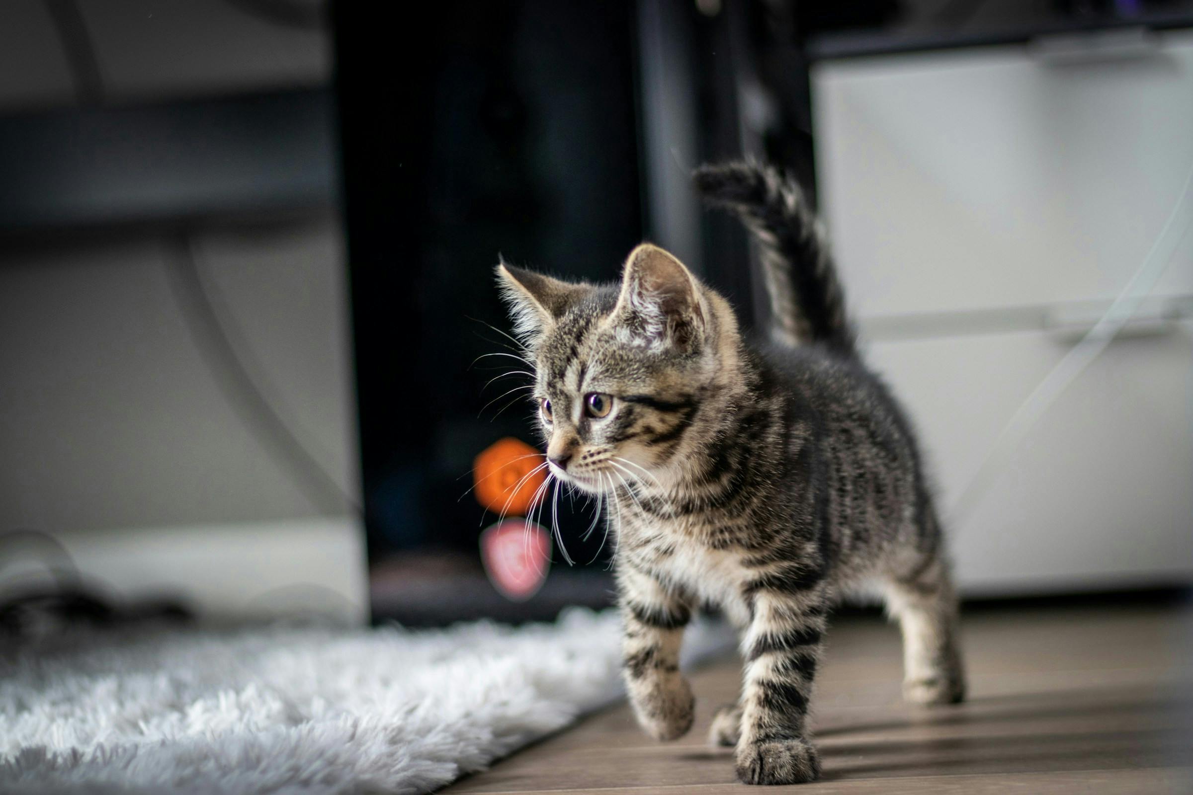 Kitten-Proofing Your Home
