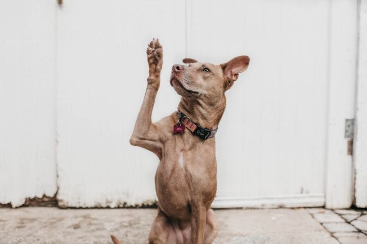 a brown dog standing on its hind legs with its paw in the air