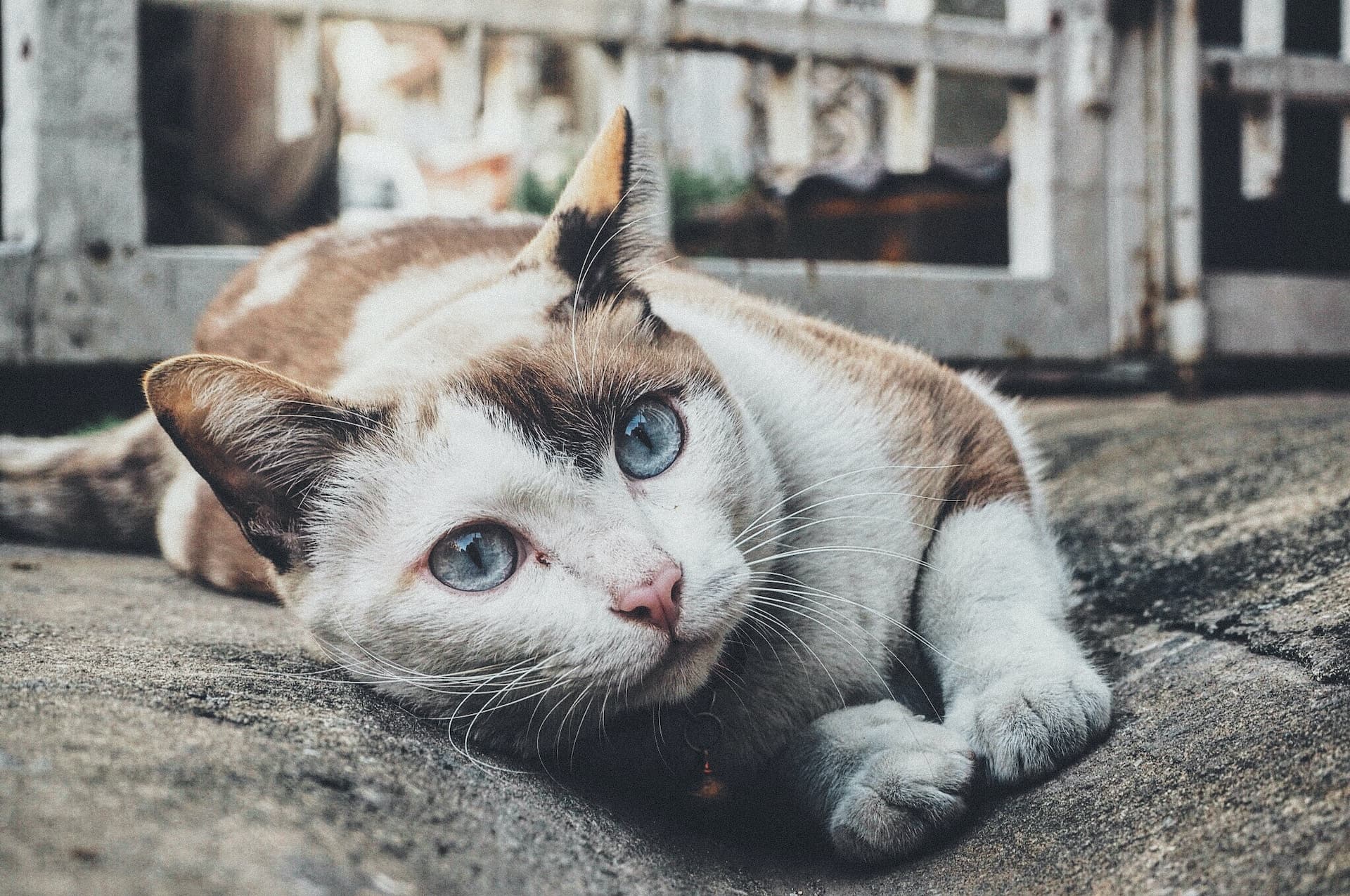 can-cats-find-their-way-home-exploring-feline-navigation-skills