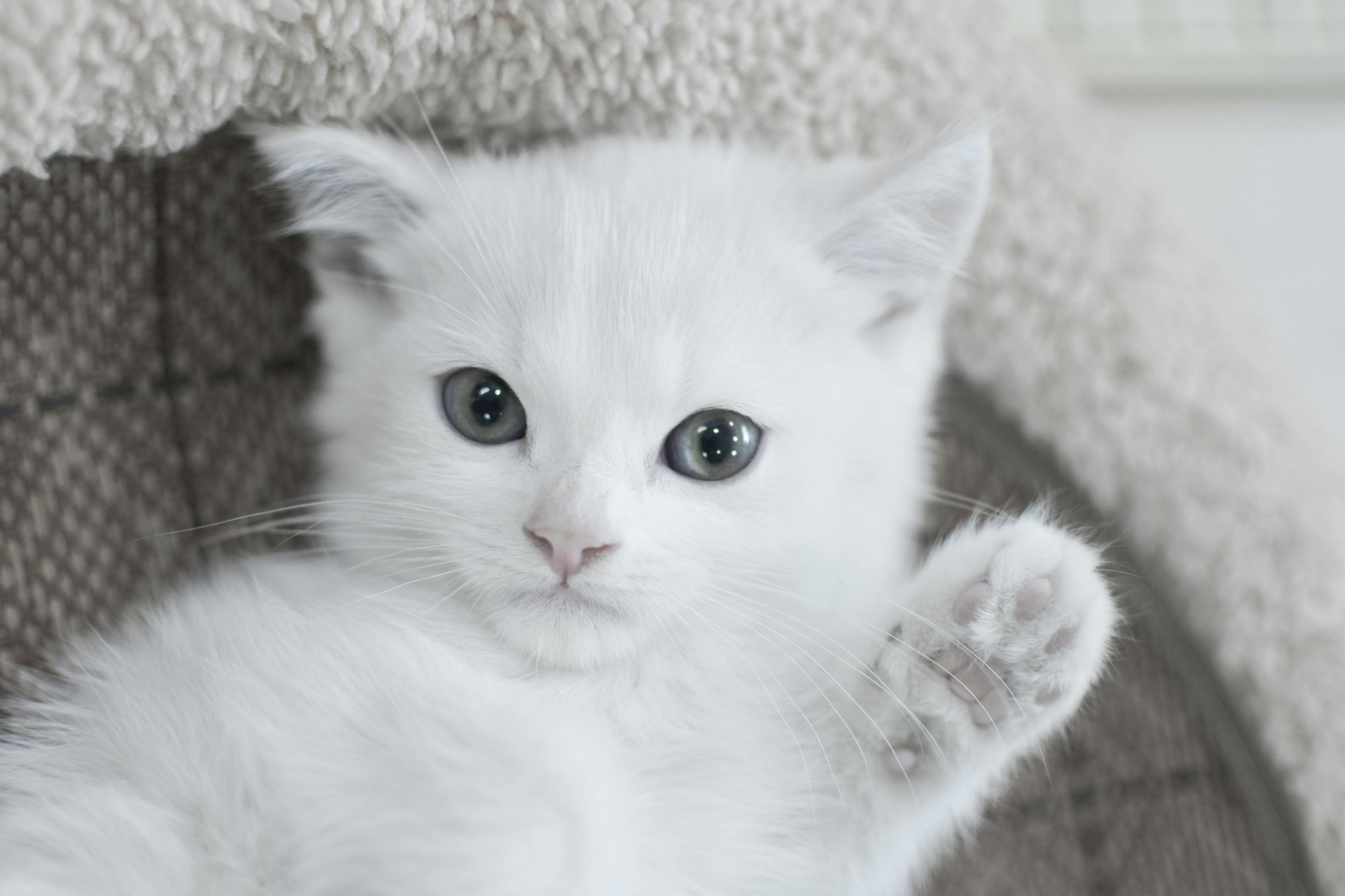Cute Cats Offer Big Benefits for Your Mind and Body