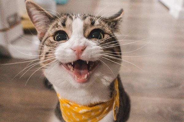 Cat Yowling: 7 Sounds Cats Make and What do They Mean? – Scratch