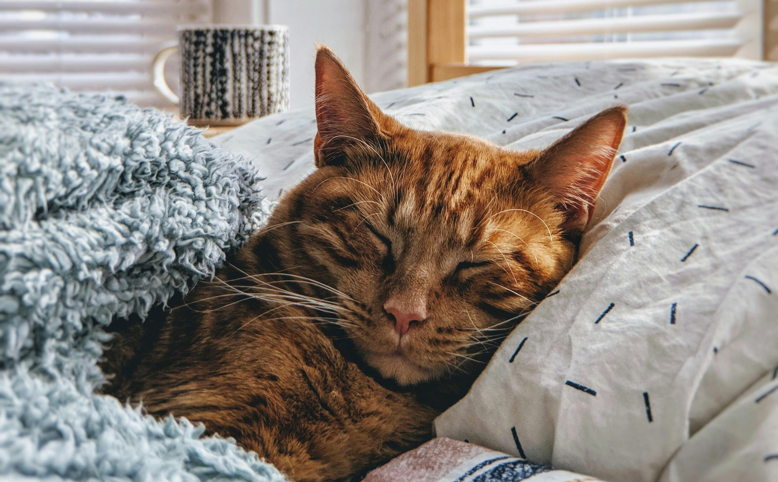 8 reasons why cats are the best pets