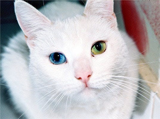white cat with green and blue eyes