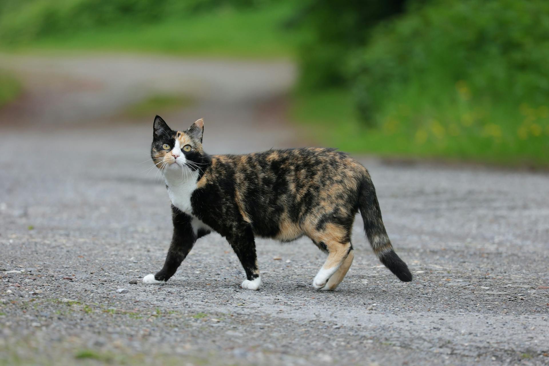 Unlocking the Tortoiseshell Cat Personality: Traits and Fascinating Facts 