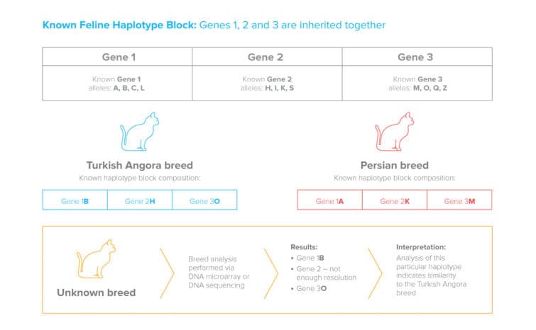 Ancestry blocks for canine chromosome 6. Each horizontal band is an