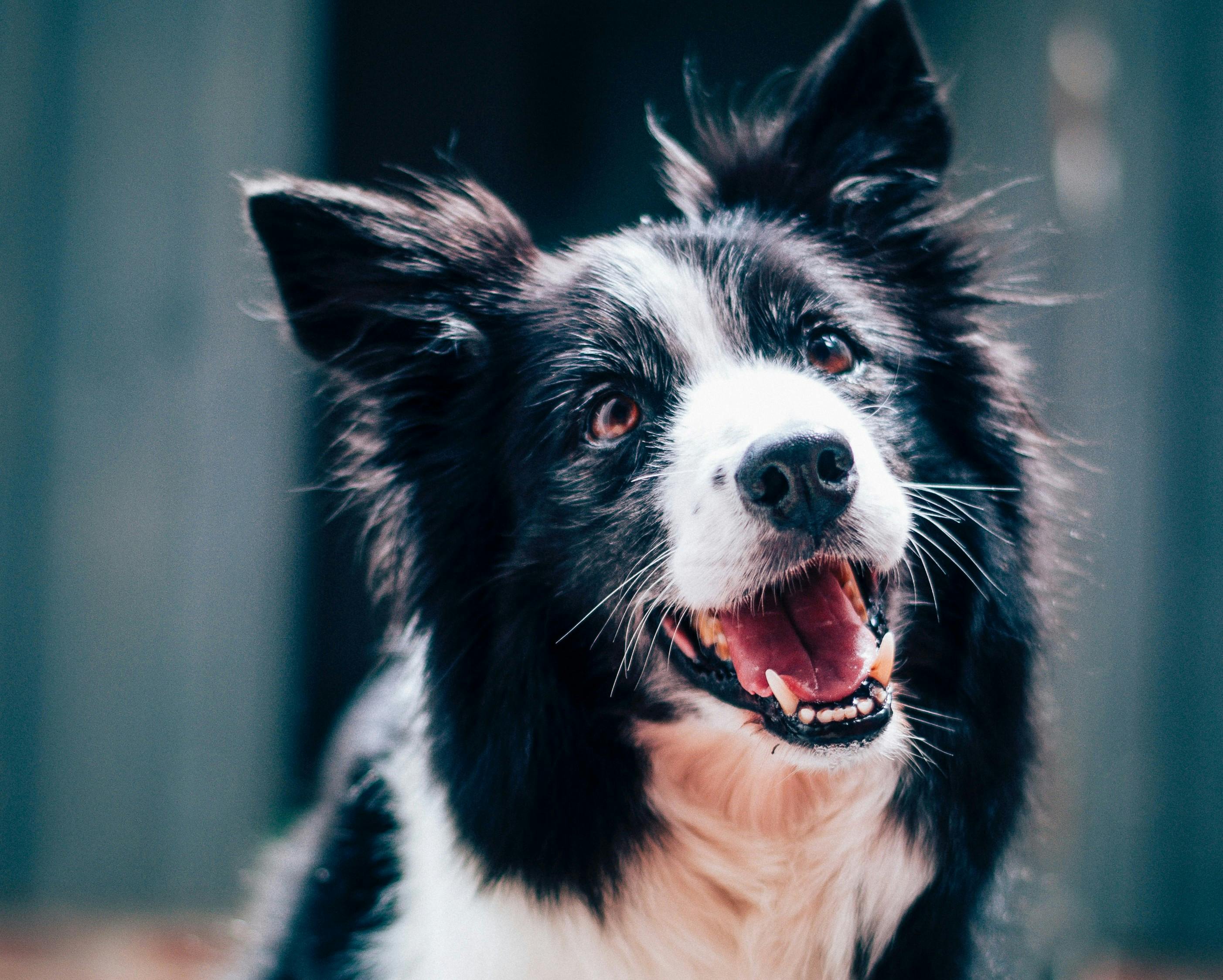 How smart is your dog? Border Collies star in new dog research