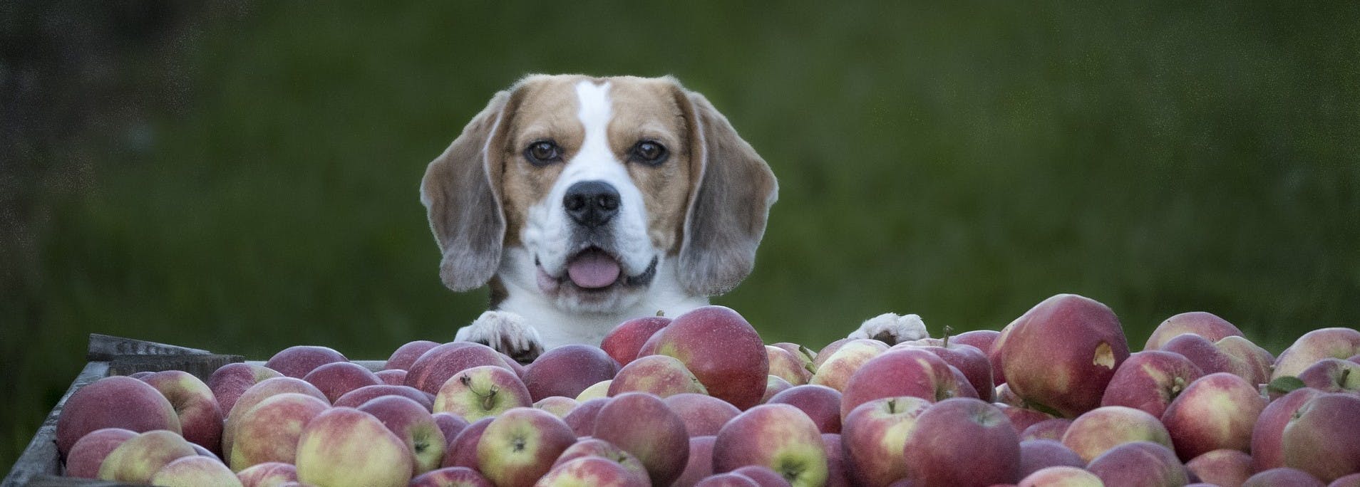 Can Dogs Eat Apples?