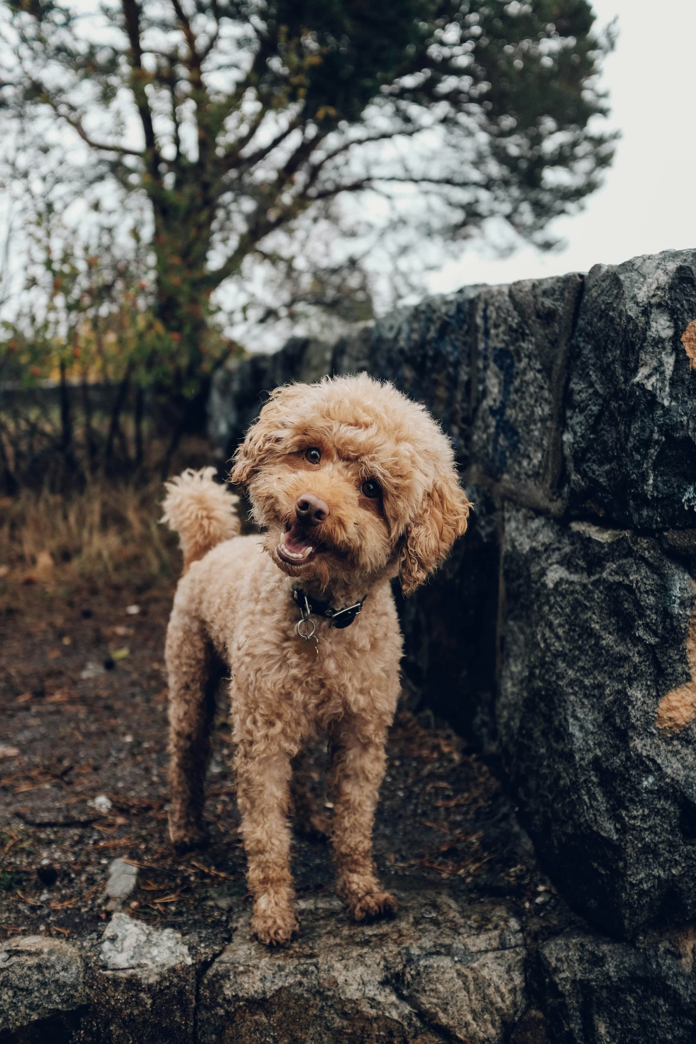 Reverse Sneezing in Dogs