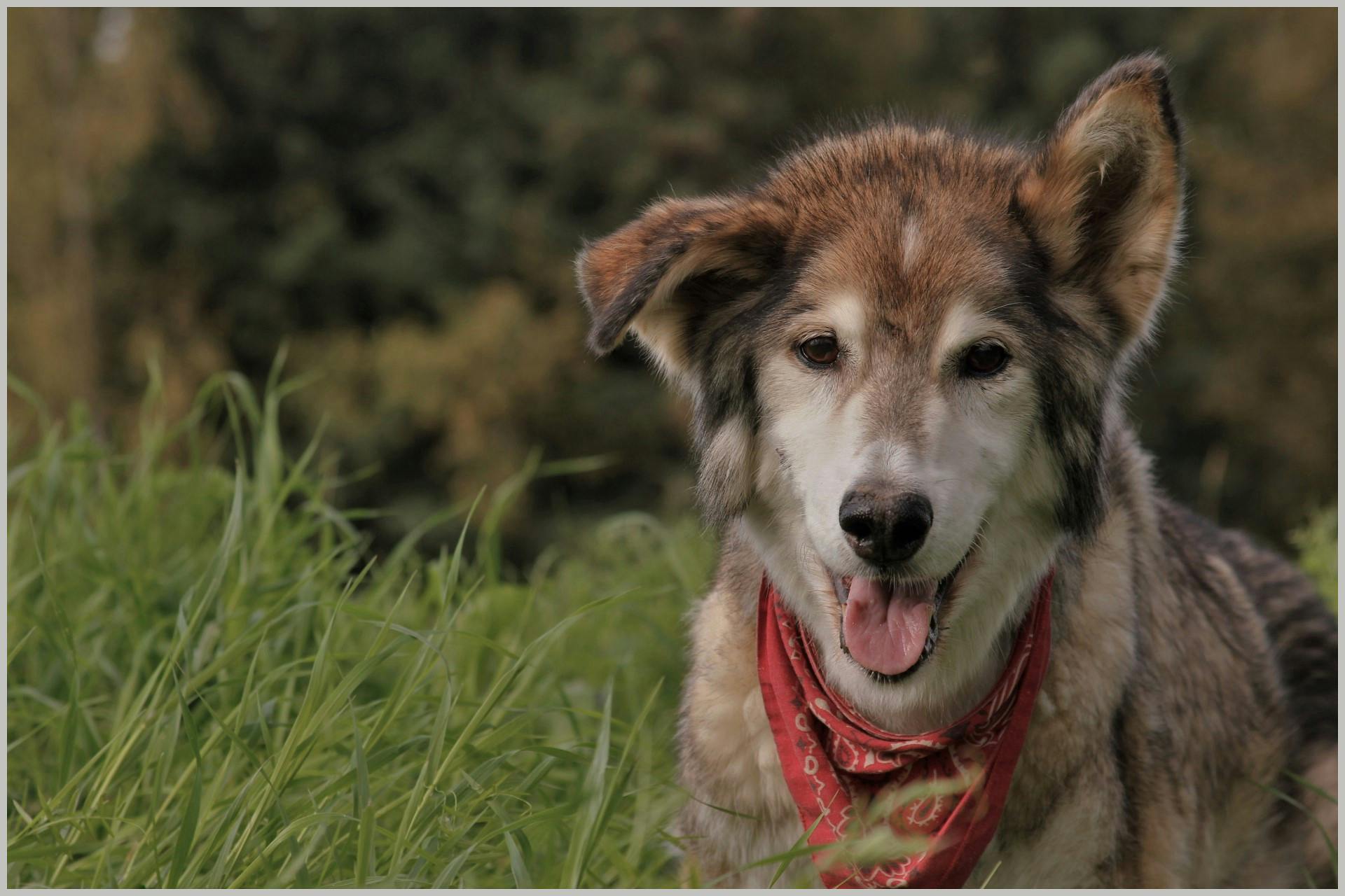 Why Do Dogs Eat Grass? 5 Common Reasons