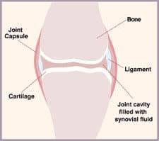 a diagram of the structure of a joint