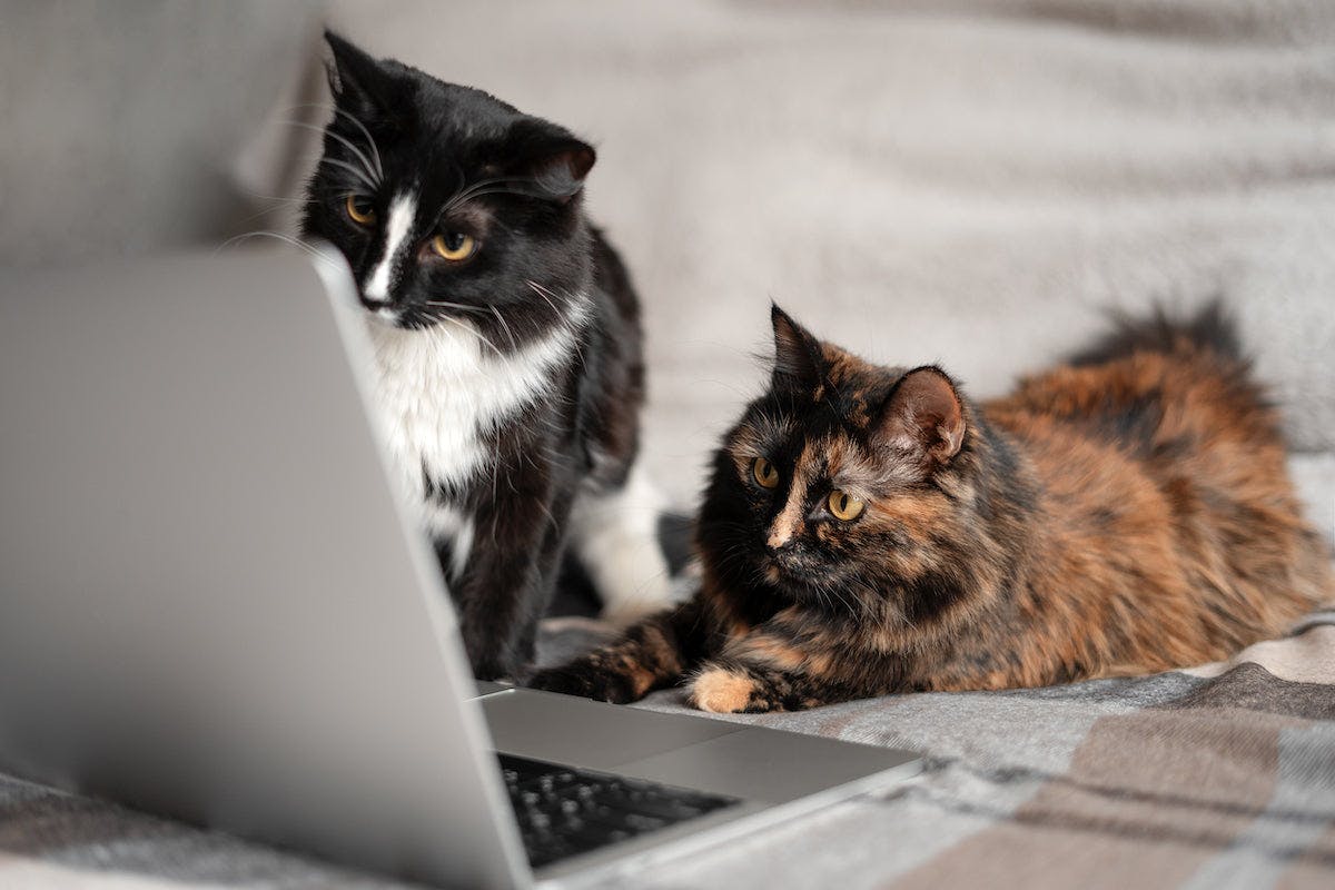 a couple of cats sitting next to each other on a bed