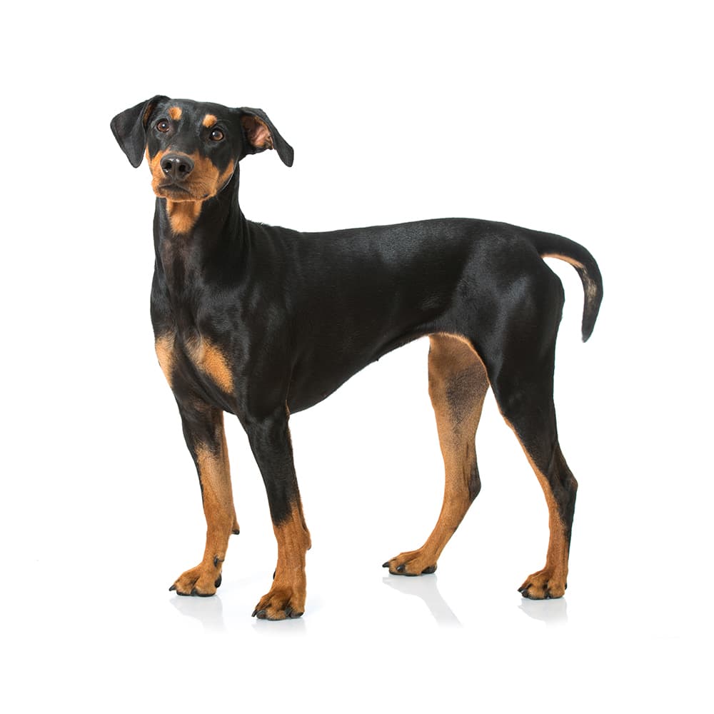 German Pinscher