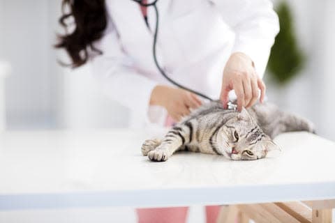 a cat laying on a table being examined by a vet