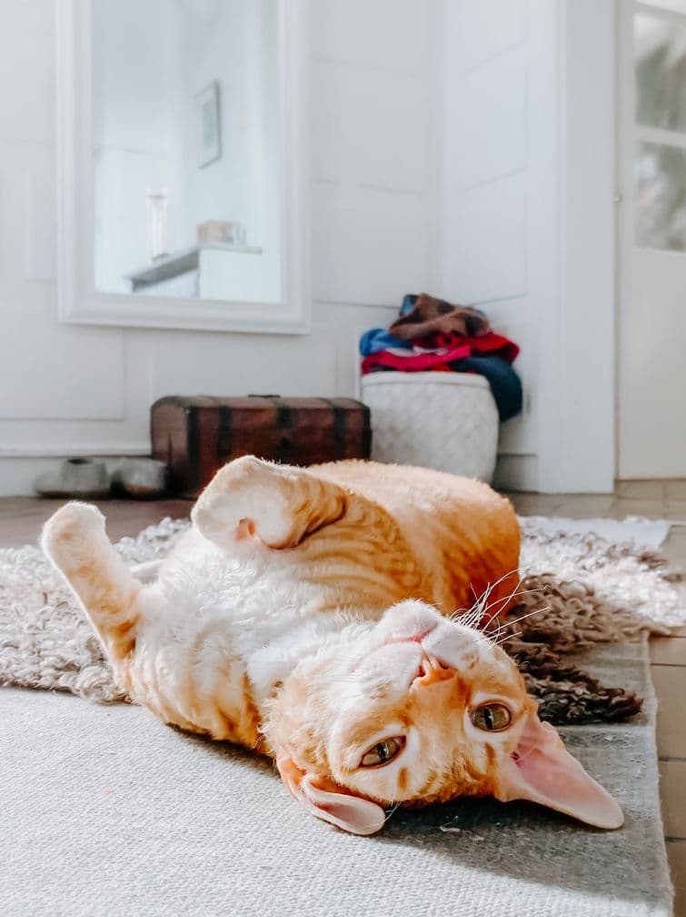 an orange and white cat laying on its back on a rug