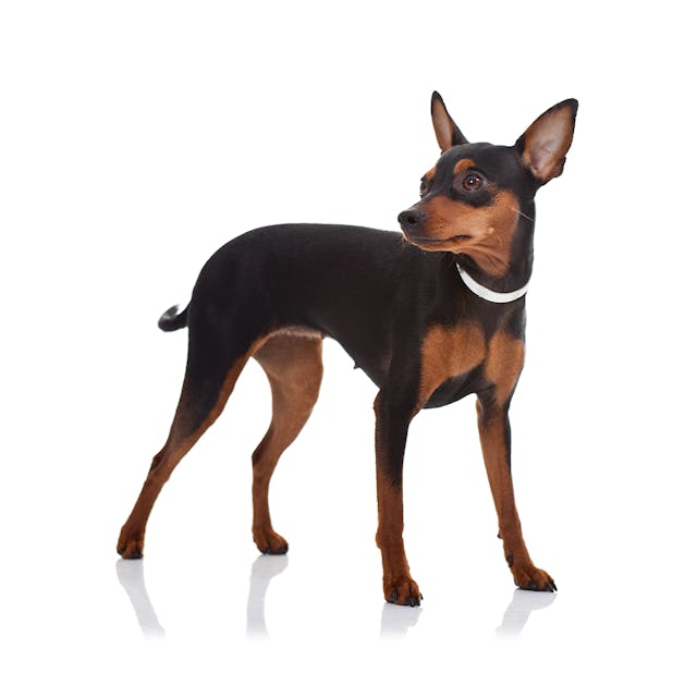 Miniature Pinscher