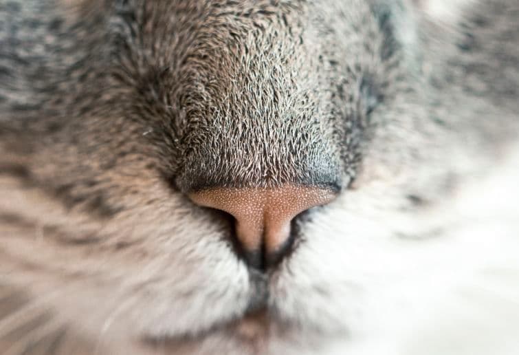 a close up of a cat's nose and nose