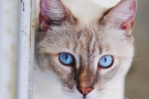 a close up of a cat with blue eyes