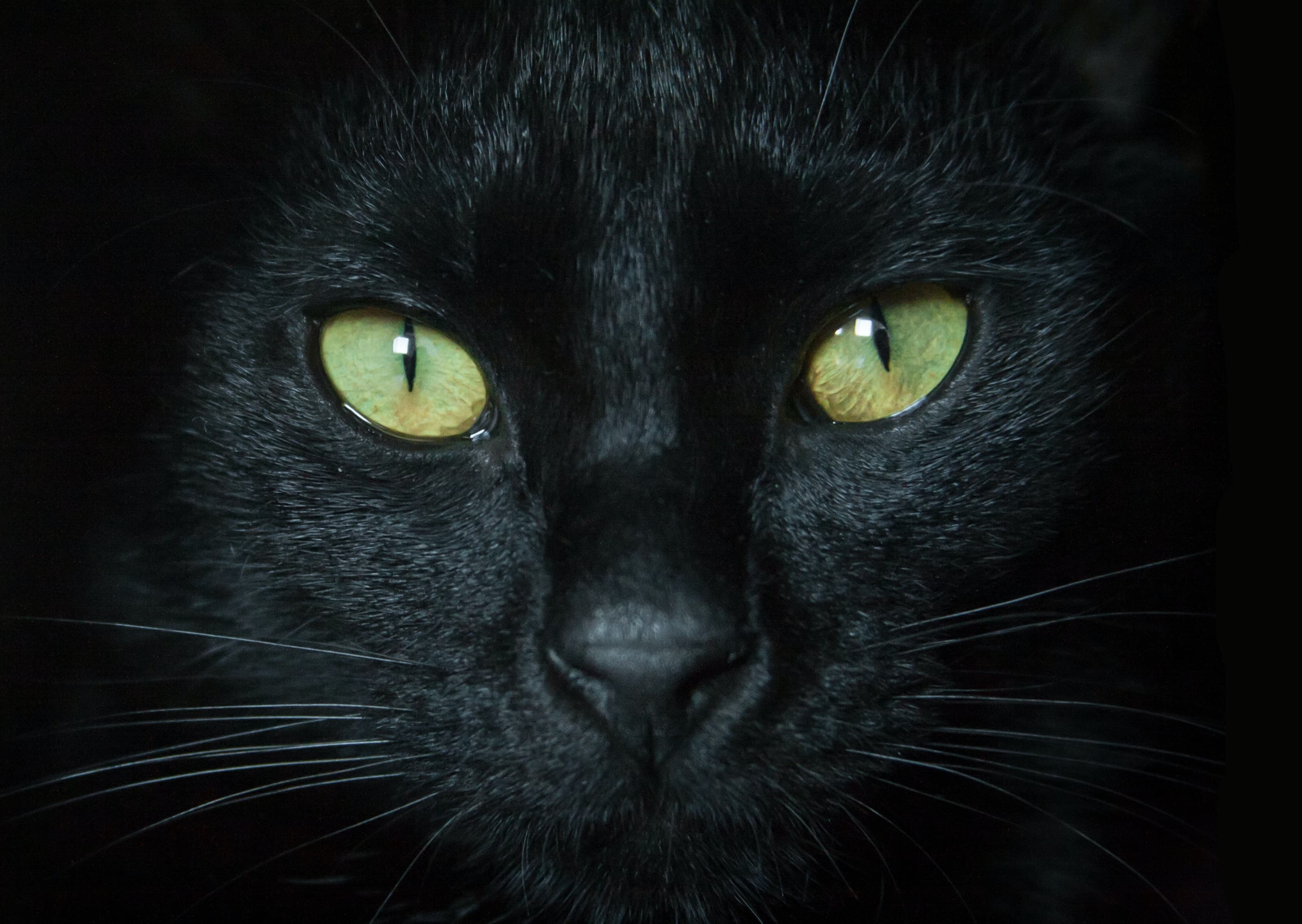 Cat Eye Colors: Unveiling the Mysteries Behind Your Feline's Gorgeous Eyes