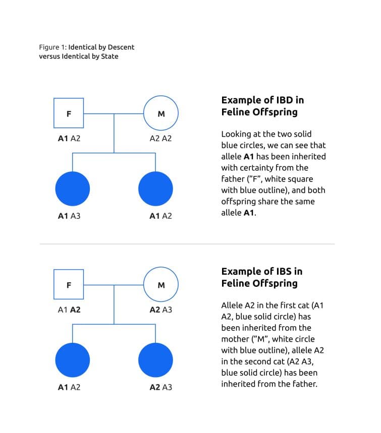 a diagram of a family tree with blue circles