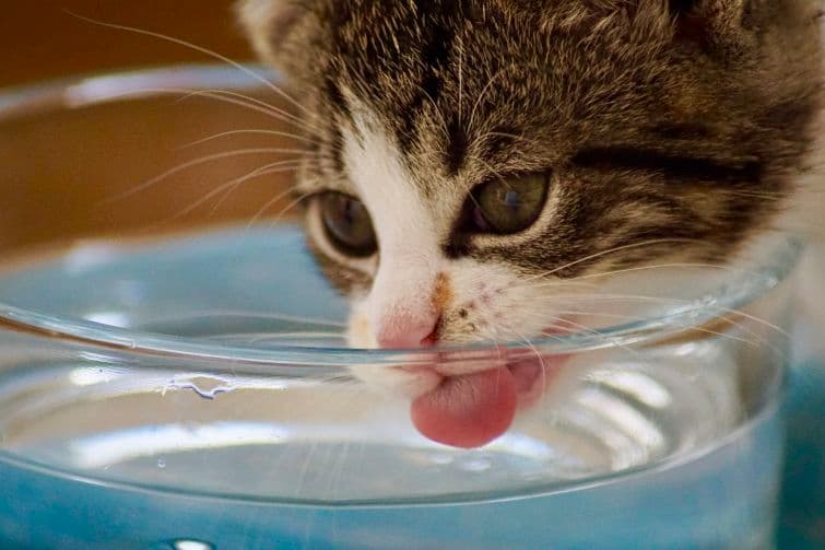 a cat sticking its tongue out in a glass of water