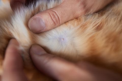 a close up of a person petting a cat