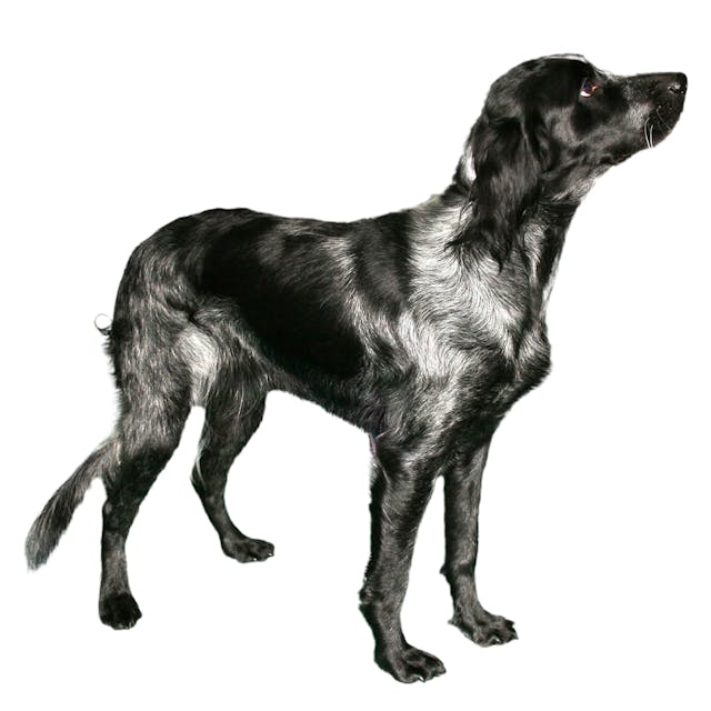 Blue Picardy Spaniel